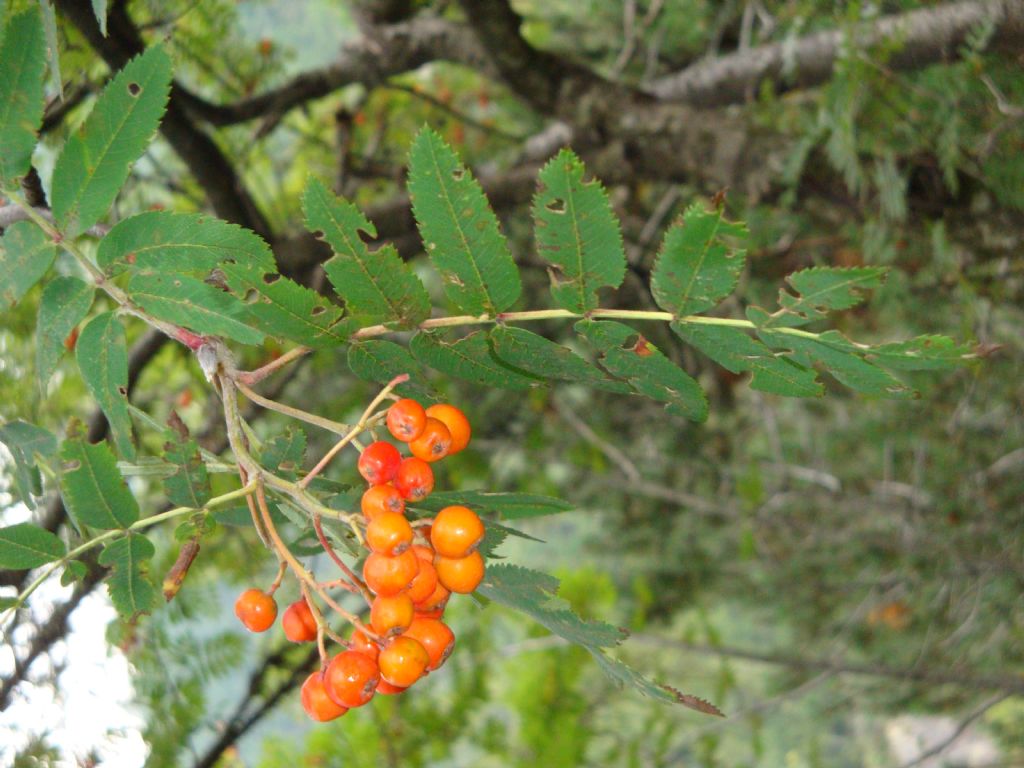 Sorbus aucuparia